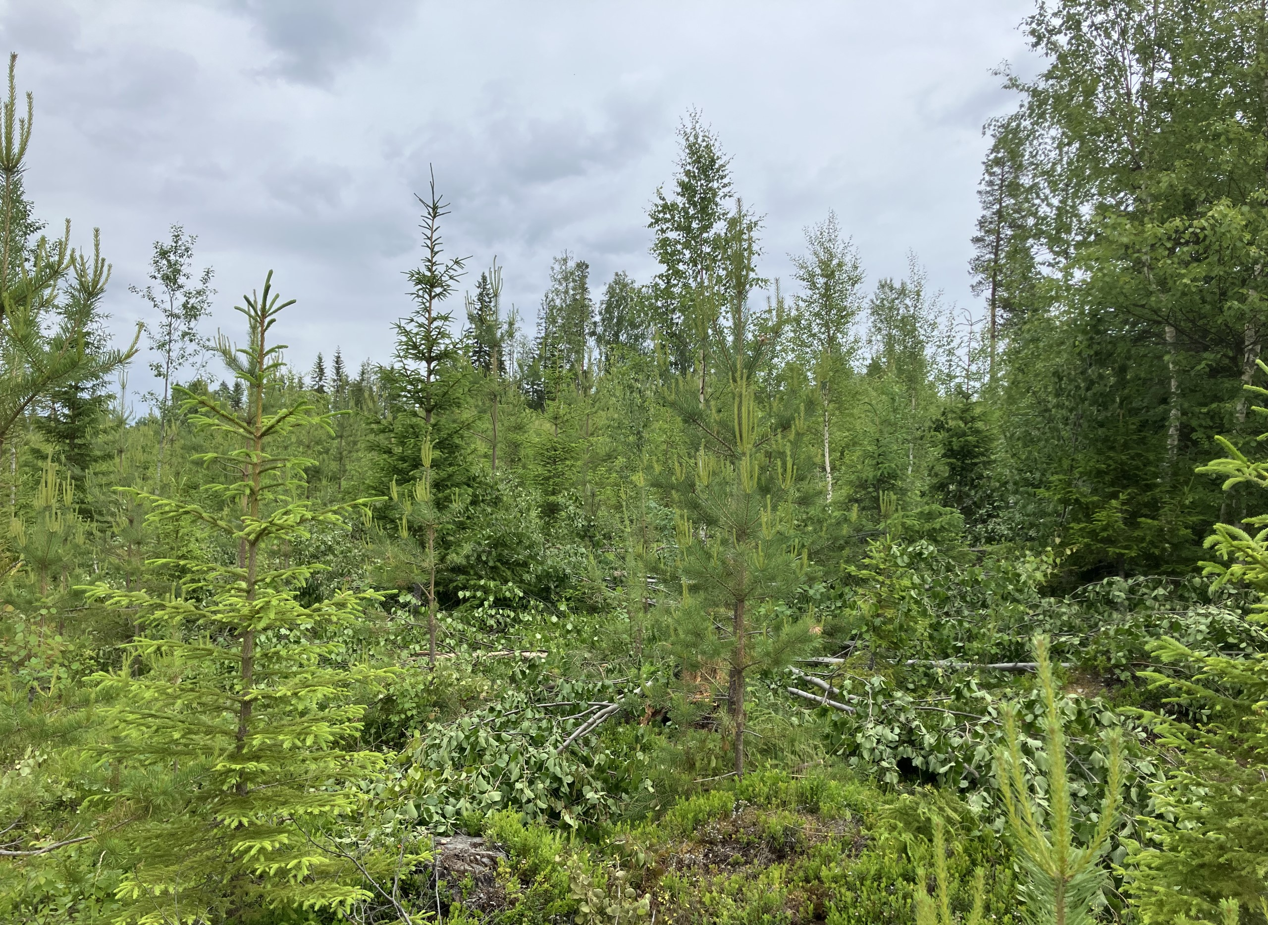 Lövröjning